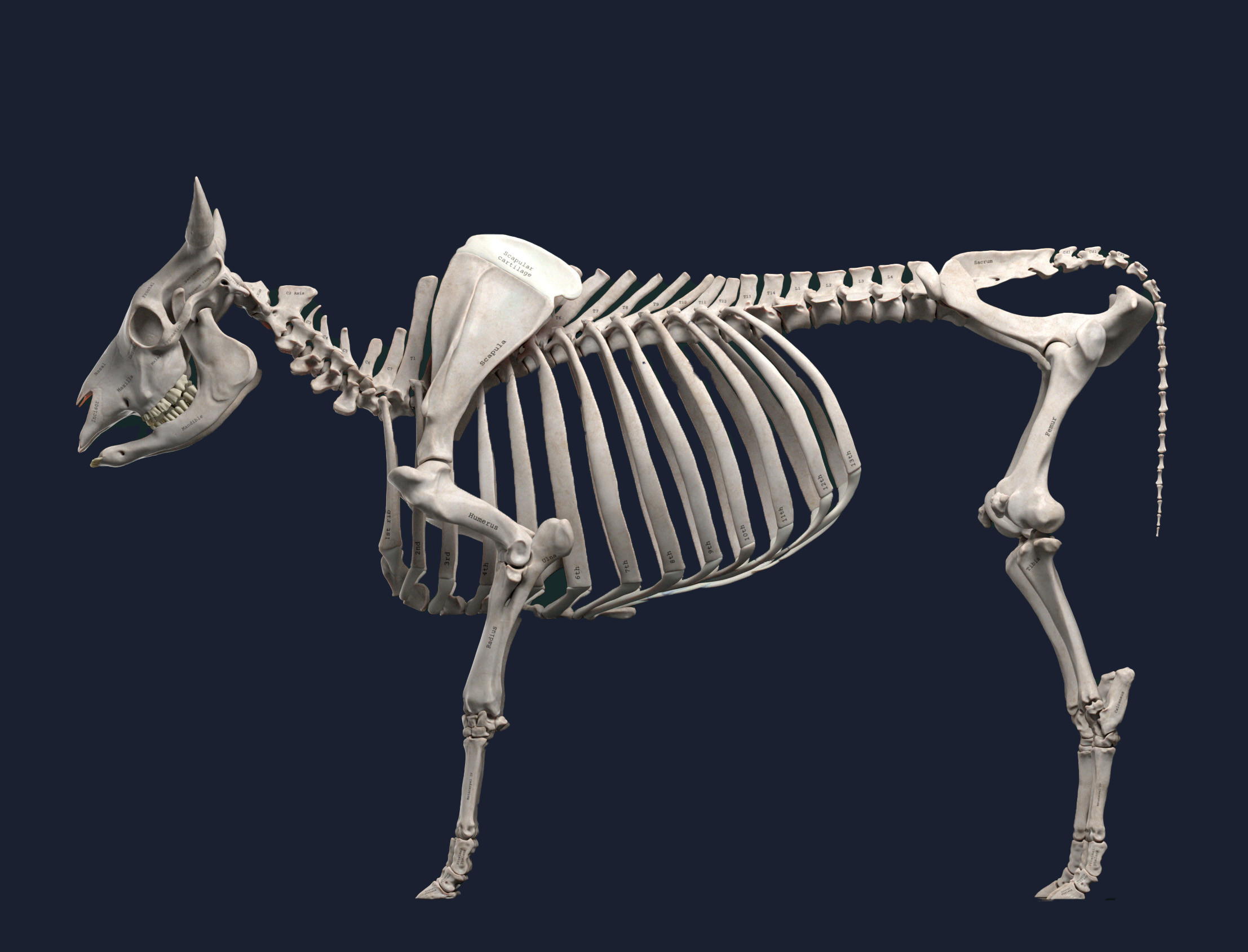 jess o neill side bull bone 1