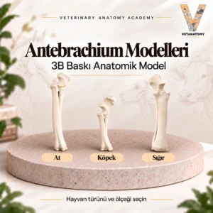 Antebrachium Modelleri — At, Köpek ve Sığır — 3B baskı anatomik model kapağı