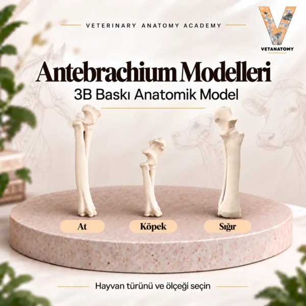 Antebrachium