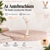 At Antebrachium — 3B baskı anatomik model kapağı