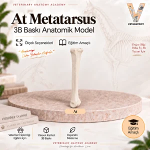 At Metatarsus — 3B baskı anatomik model kapağı