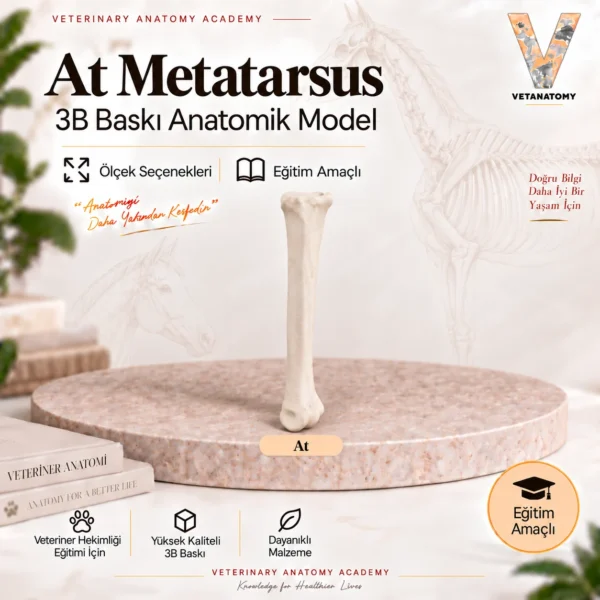 Metatarsus