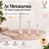 At Metatarsus — Boyut Karşılaştırması — %100, %75 ve %50 ölçeklerinin karşılaştırılması