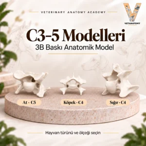 c35 kapak v2
