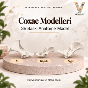 coxae kapak