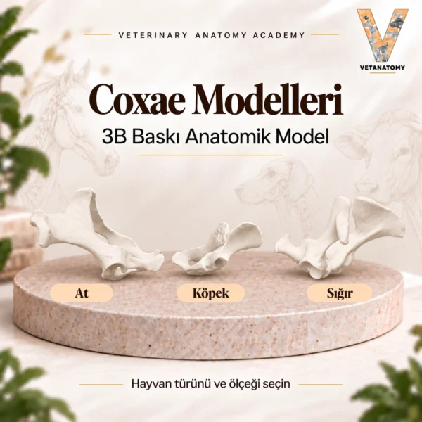 Coxae