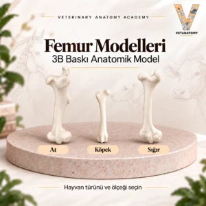 femur kapak v2