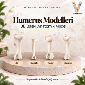 humerus kapak v2