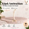 Köpek Antebrachium gerçek boyut 3B baskı anatomik model kapağı