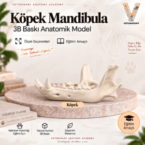 Köpek Mandibula 3B baskı anatomik model kapağı