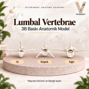 lumbal vertebrae kapak v3