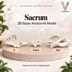 sacrum kapak v3
