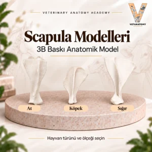 scapula kapak v2