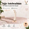 Sığır Antebrachium — 3B baskı anatomik model kapağı