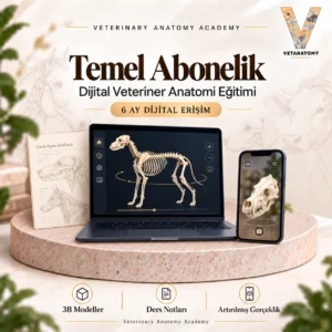temel abonelik