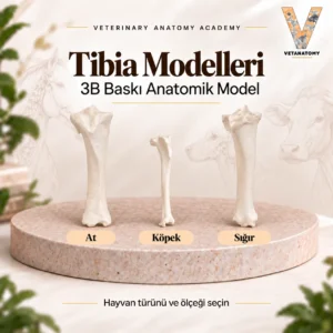 tibia kapak v2